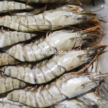 HL002 best quality wild catch fresh whole round shrimp
